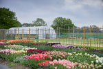 Tulip Workshop with Polly Nicholson of Bayntun Flowers, Wiltshire, 18th September